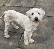 POLAR, Hund, Mischlingshund in Ungarn - Bild 7