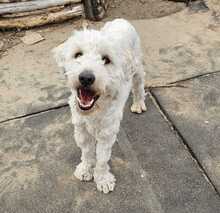 POLAR, Hund, Mischlingshund in Ungarn - Bild 8