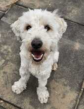 POLAR, Hund, Mischlingshund in Ungarn - Bild 9