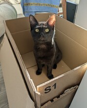 CARLA, Katze, Europäisch Kurzhaar in Berlin - Bild 3