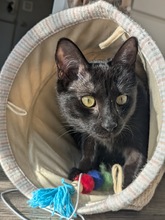 CARLA, Katze, Europäisch Kurzhaar in Berlin - Bild 4