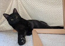CARLA, Katze, Europäisch Kurzhaar in Berlin - Bild 5