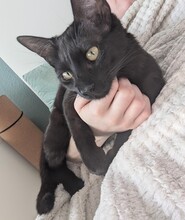 CARLA, Katze, Europäisch Kurzhaar in Berlin - Bild 6