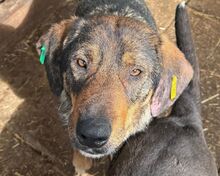 SINA, Hund, Mischlingshund in Rumänien
