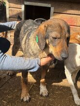 SINA, Hund, Mischlingshund in Rumänien - Bild 2