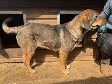 SINA, Hund, Mischlingshund in Rumänien - Bild 3