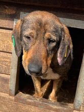 SINA, Hund, Mischlingshund in Rumänien - Bild 4