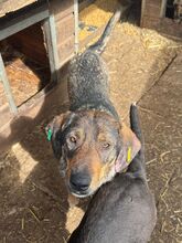 SINA, Hund, Mischlingshund in Rumänien - Bild 5