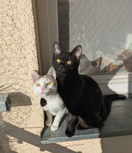 LAILA, Katze, Europäisch Kurzhaar in Berlin - Bild 2