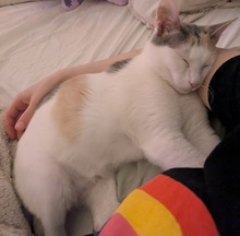 LAILA, Katze, Europäisch Kurzhaar in Berlin - Bild 3