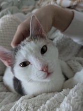 LAILA, Katze, Europäisch Kurzhaar in Berlin - Bild 4