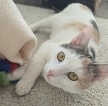 LAILA, Katze, Europäisch Kurzhaar in Berlin - Bild 5