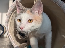 LAILA, Katze, Europäisch Kurzhaar in Berlin - Bild 6