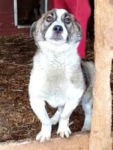 LINCOLN, Hund, Mischlingshund in Rumänien - Bild 2