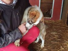 LINCOLN, Hund, Mischlingshund in Rumänien - Bild 3