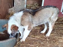 LINCOLN, Hund, Mischlingshund in Rumänien - Bild 4