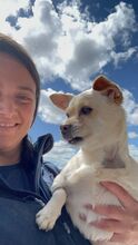 VALENTINA, Hund, Chihuahua in Spanien