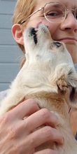 VALENTINA, Hund, Chihuahua in Spanien - Bild 10