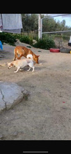 VALENTINA, Hund, Chihuahua in Spanien - Bild 11
