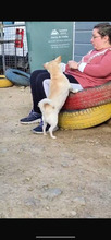 VALENTINA, Hund, Chihuahua in Spanien - Bild 12
