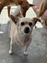 VALENTINA, Hund, Chihuahua in Spanien - Bild 2