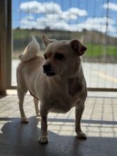 VALENTINA, Hund, Chihuahua in Spanien - Bild 3