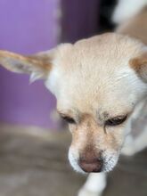 VALENTINA, Hund, Chihuahua in Spanien - Bild 4