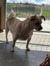 VALENTINA, Hund, Chihuahua in Spanien - Bild 5