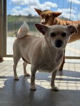 VALENTINA, Hund, Chihuahua in Spanien - Bild 6