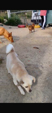 VALENTINA, Hund, Chihuahua in Spanien - Bild 8