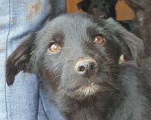 KATINKA, Hund, Mischlingshund in Rumänien