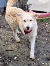 EMILY, Hund, Mischlingshund in Rumänien
