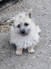FABY, Hund, Mischlingshund in Quickborn - Bild 1