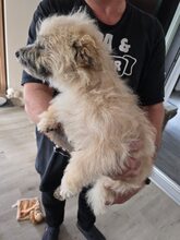 FABY, Hund, Mischlingshund in Quickborn - Bild 10