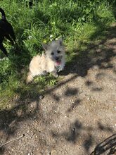 FABY, Hund, Mischlingshund in Quickborn - Bild 11