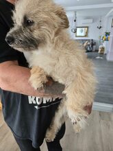FABY, Hund, Mischlingshund in Quickborn - Bild 12