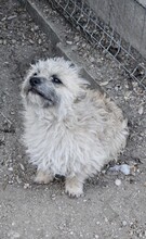 FABY, Hund, Mischlingshund in Quickborn - Bild 2