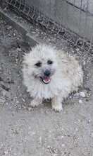 FABY, Hund, Mischlingshund in Quickborn - Bild 3