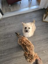 FABY, Hund, Mischlingshund in Quickborn - Bild 6