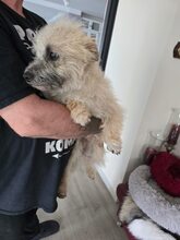 FABY, Hund, Mischlingshund in Quickborn - Bild 7