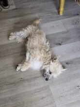 FABY, Hund, Mischlingshund in Quickborn - Bild 8