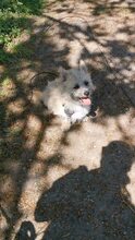 FABY, Hund, Mischlingshund in Quickborn - Bild 9