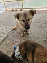 SALOME, Hund, Mischlingshund in Rumänien - Bild 1