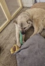 SALOME, Hund, Mischlingshund in Rumänien - Bild 11