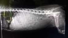 SALOME, Hund, Mischlingshund in Rumänien - Bild 14
