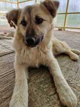 SALOME, Hund, Mischlingshund in Rumänien - Bild 2