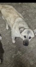SALOME, Hund, Mischlingshund in Rumänien - Bild 8