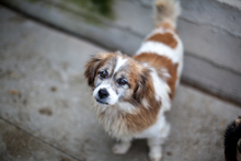 PICCO, Hund, Mischlingshund in Berlin - Bild 2