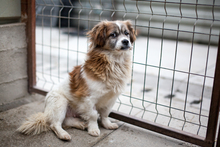 PICCO, Hund, Mischlingshund in Berlin - Bild 3
