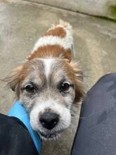 PICCO, Hund, Mischlingshund in Berlin - Bild 4